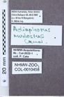 Etiketten zu Adiaphorus modestus (NHMW-ZOO-COL-0010458)